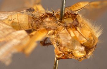 Media type: image; Entomology 26473   Aspect: head lateral view